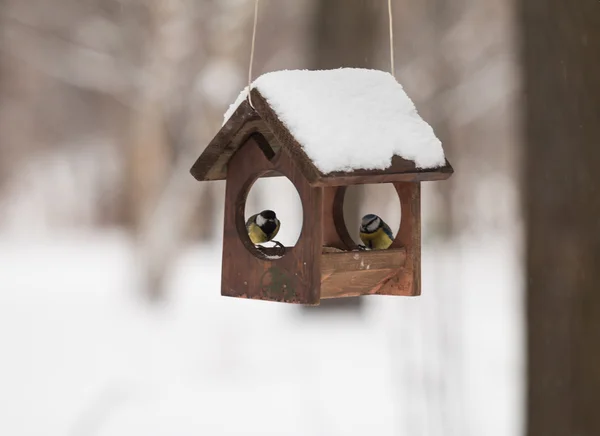 Winter birds at the animal feeder — Stock Photo, Image