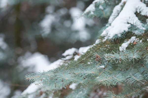 Branche d'arbre couverte de neige — Photo