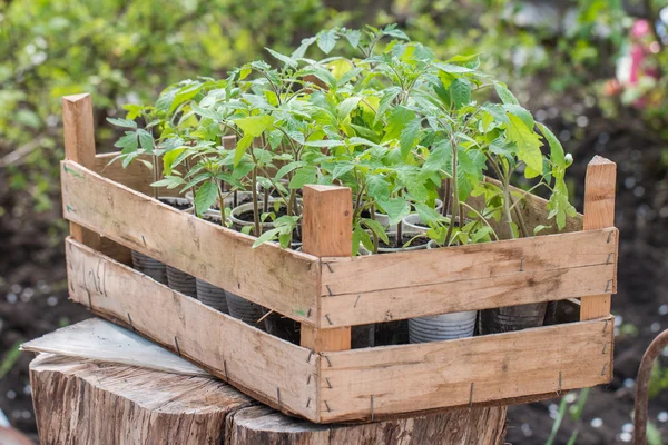 Junge Tomatensetzlinge — Stockfoto