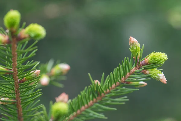 Young fir branch in spring — Stock Photo, Image