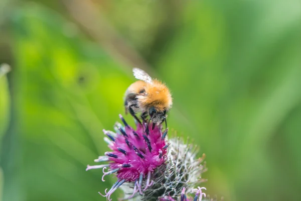 Bumble abelha em uma flor de bardana — Fotografia de Stock