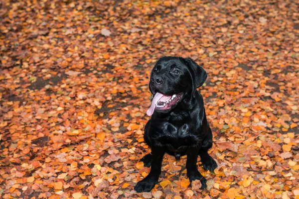 黒ラブラドル ・ レトリーバー犬座位と所有者を見て — ストック写真