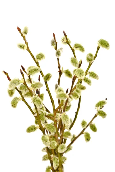 Galho de primavera com pepinos em um fundo branco. Páscoa . — Fotografia de Stock