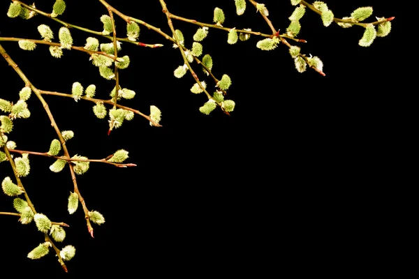 黒の背景に尾状花序と春の小枝。イースター. — ストック写真