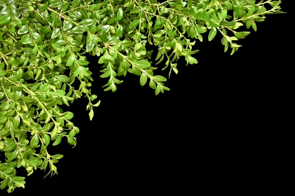 Fondo con ramitas de boj sobre fondo negro. Primavera. Semana Santa . — Foto de Stock