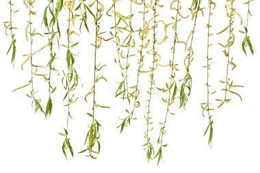 Genç dalları söğüt ile beyaz bir arka plan üzerinde kedicikler.