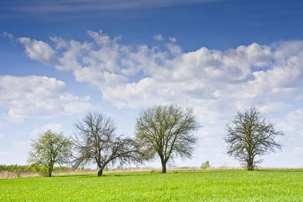 Landskap med några träd och moln på en blå himmel. — Stockfoto