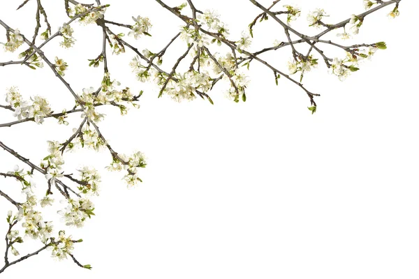 Ciruelo ramitas con flores blancas sobre un fondo blanco . —  Fotos de Stock