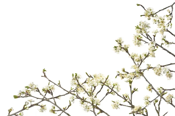 Κλαδιά δέντρου δαμάσκηνο με λευκά άνθη σε λευκό φόντο. — Φωτογραφία Αρχείου