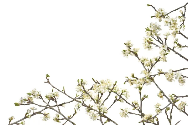 Ciruelo ramitas con flores blancas sobre un fondo blanco . — Foto de Stock