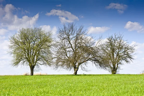 Landskap med några träd och moln på en blå himmel. — Stockfoto