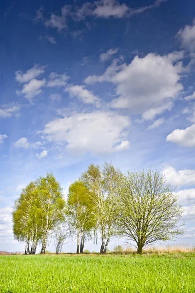 몇 가지 나무와 푸른 하늘에 구름 풍경. — 스톡 사진