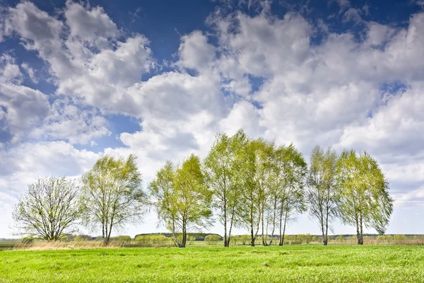Krajobraz z kilka drzew i chmury w błękitne niebo. — Zdjęcie stockowe