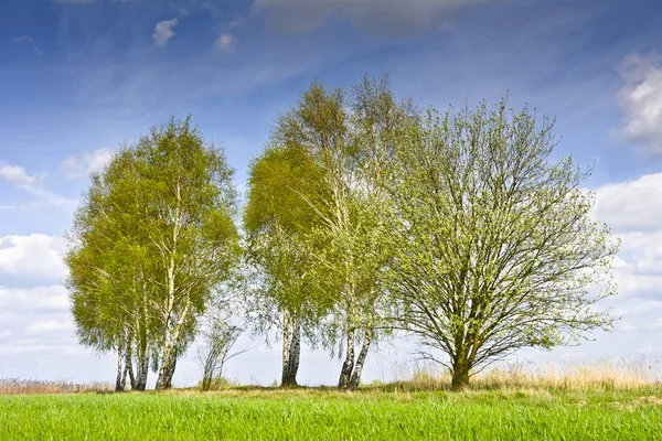Landskap med några träd och moln på en blå himmel. — Stockfoto