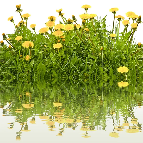 Löwenzahn blüht im Gras auf weißem Hintergrund mit Spiegelung im Wasser. — Stockfoto