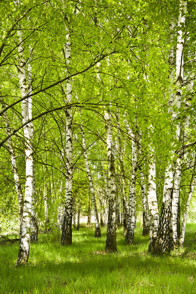  Birch grove in early spring on a sunny day.