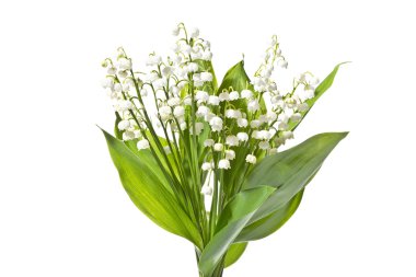 Lily vadi beyaz bir arka plan üzerinde kokulu buket