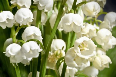 Güzel kokulu Zambaklar vadi yeşil yaprakları bir arka plan üzerinde. Makro.