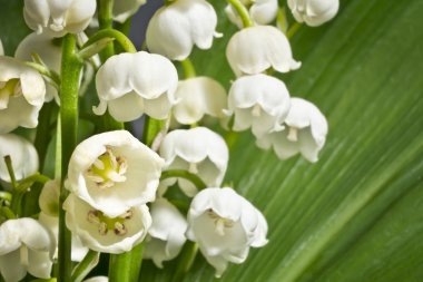 Güzel kokulu Zambaklar vadi yeşil yaprakları bir arka plan üzerinde. Makro.