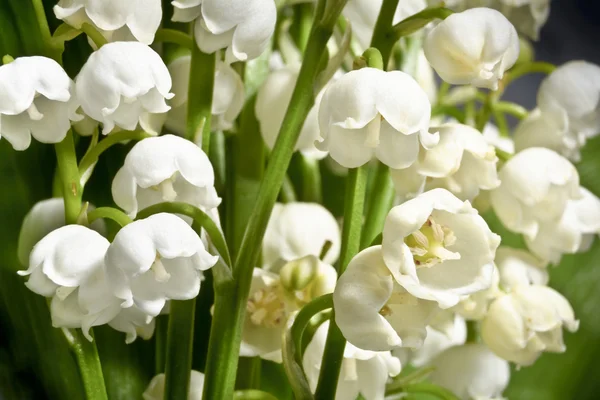 Güzel kokulu Zambaklar vadi yeşil yaprakları bir arka plan üzerinde. Makro.