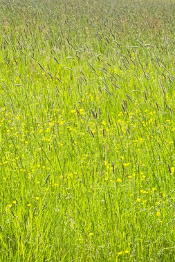 Düğünçiçekleri bahar güneş ile renkli çayır.
