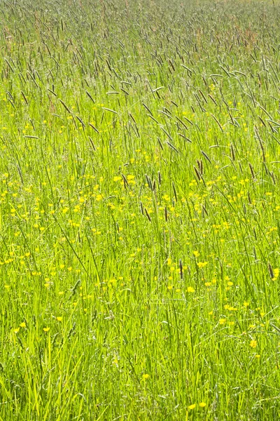 Düğünçiçekleri bahar güneş ile renkli çayır.