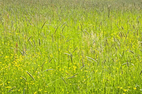 Kolorowe łąka z jaskry w jarym słoneczku. — Zdjęcie stockowe