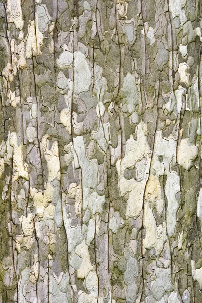 The bark on the trunk of an old maple. Details. Texture. — Stock Photo, Image