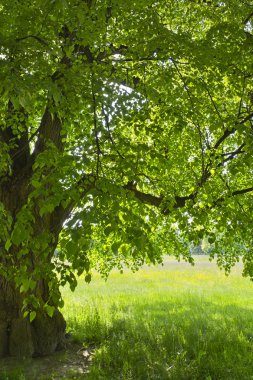  Renkli meadows bir arka plan üzerinde altında linden yeşil.