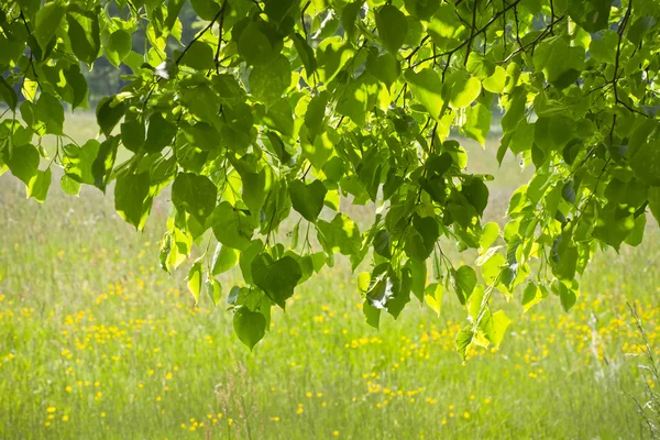 Renkli meadows bir arka plan üzerinde altında linden yeşil. — Stok fotoğraf