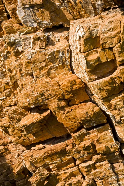 古い木の非常に大規模な腐ったトランク. — ストック写真