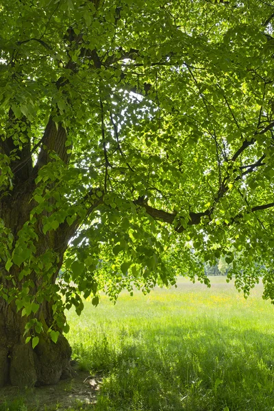  Renkli meadows bir arka plan üzerinde altında linden yeşil.