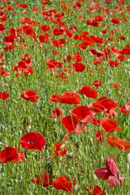 kırmızı gelincikler çayırda.