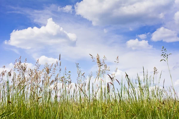 Utsikt över det höga gräset på molnen på den blå himlen. — Stockfoto