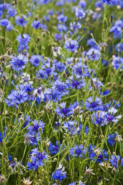 Flor de milho azul florescendo no prado . — Fotografia de Stock