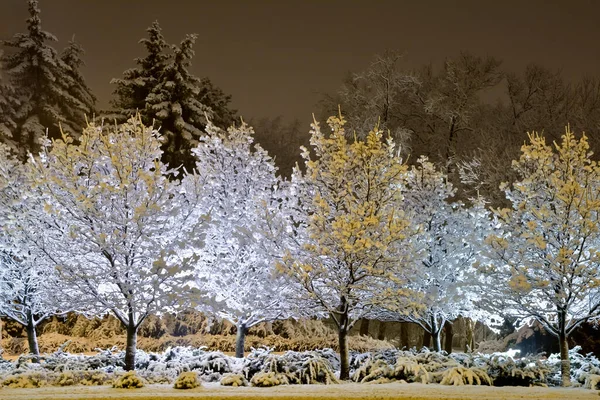 Geceleri Taze Karla Kaplı Park — Stok fotoğraf