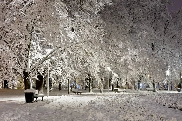 Park Nocy Pokryty Świeżym Śniegiem — Zdjęcie stockowe