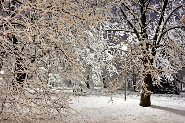 Parque Por Noche Cubierto Nieve Fresca — Foto de Stock