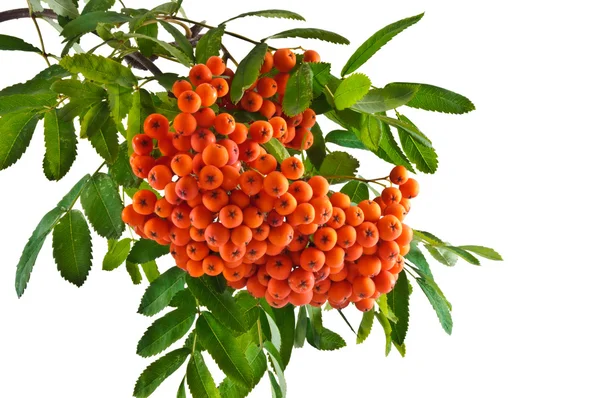 The rowan twig with ripe red berries on a white background — Stock Photo, Image