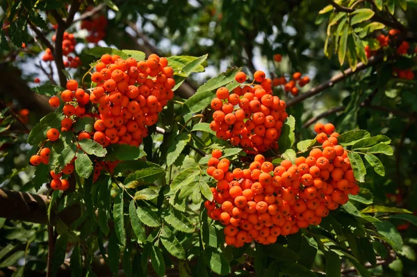 La ramita de rowan con bayas rojas maduras en un árbol — Foto de Stock