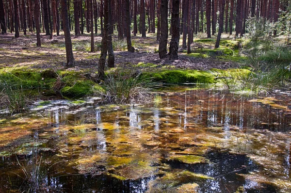 松の森の奥にプール — ストック写真