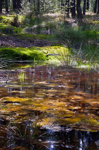 Erdőben vizes élőhelyek — Stock Fotó
