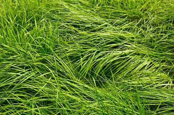 La hierba verde alta mate con gotas de rocío — Foto de Stock