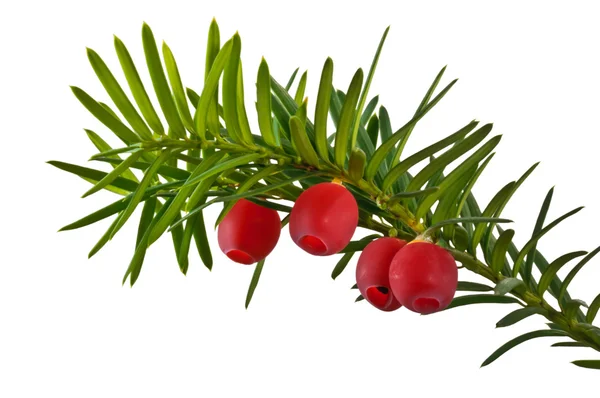 Il ramoscello di tasso verde con bacche di tasso rosse su uno sfondo bianco — Foto Stock