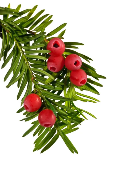 Zelené tis větvička s plody červenými Tis červený na bílém pozadí — Stock fotografie