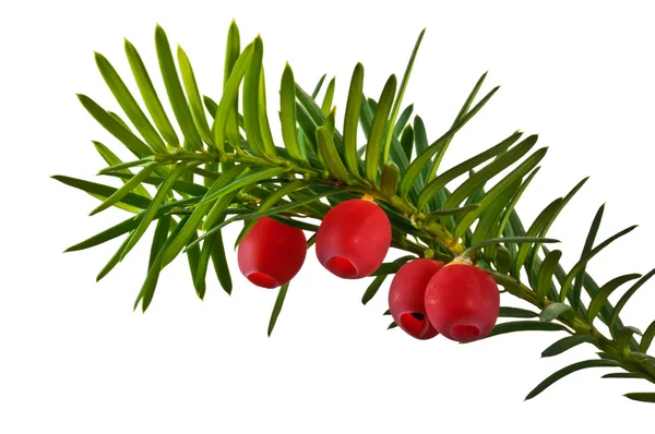 Il ramoscello di tasso verde con bacche di tasso rosse su uno sfondo bianco — Foto Stock