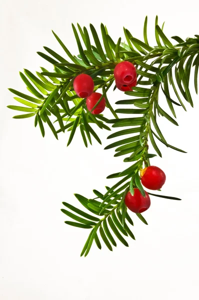 A zöld tiszafa gallyat, fehér alapon piros tiszafa bogyókkal — Stock Fotó
