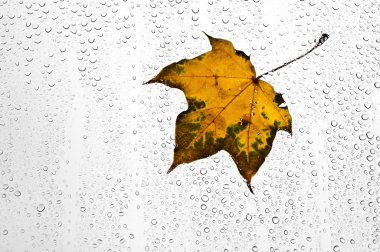 Renkli sonbahar yaprakları ve yağmur damlaları penceresinde