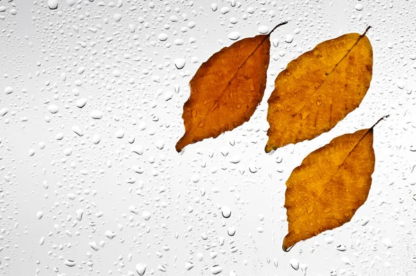 Colorful autumn leaves and raindrops on the window — Stock Photo, Image