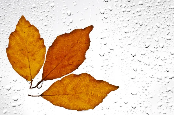 Colorful autumn leaves and raindrops on the window — Stock Photo, Image